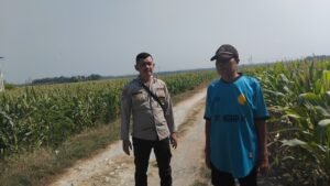 Polres Bojonegoro Dukung Ketahanan Pangan, Bhabinkamtibmas Dampingi Petani Jagung di Desa Ngraho